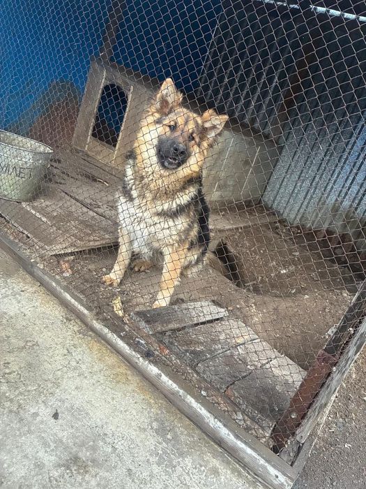 Продаётся немецкая овчарка