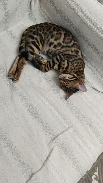 Бенгальский котёнок