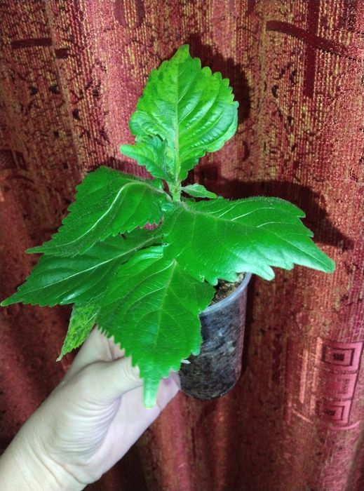 Комнатные растения продажа