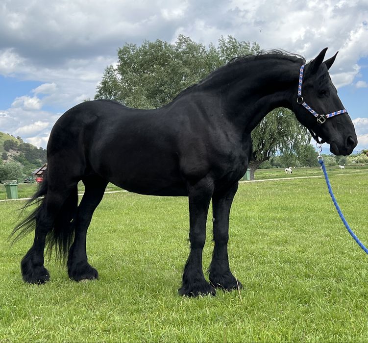 Iapă Friesian Frizian Friz echitatație călărie