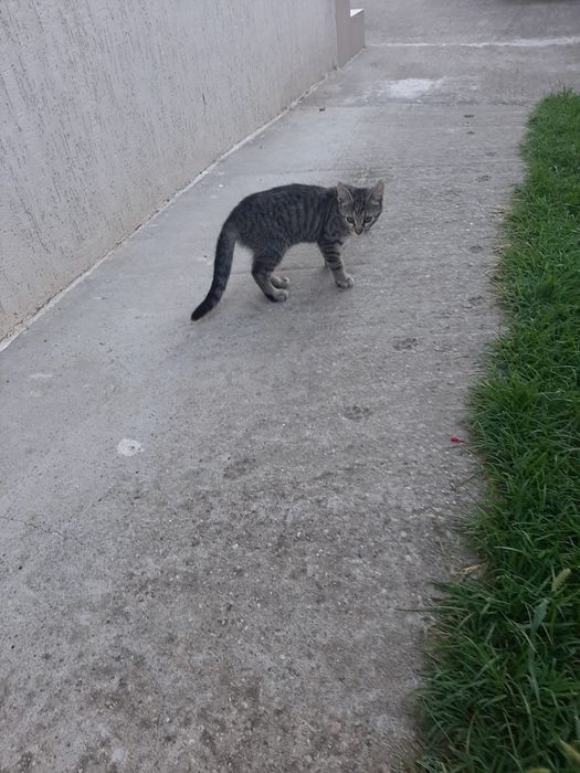3 pisoi 3 luni Saftica pentru adoptie