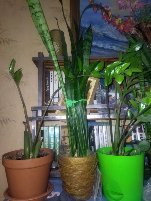 Продам  суккуленты разные