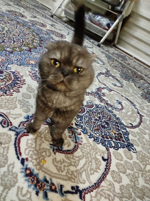 Scottish Fold mushuk sroshno sotladi