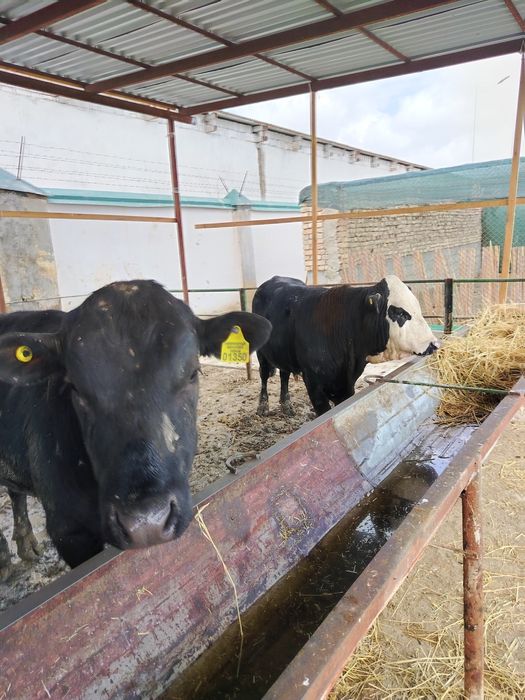 Angus gerenford mikimavus novvoslar sotiladi narxi 30 mln so'm
