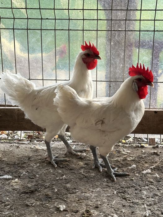 Cocosi La Bresse