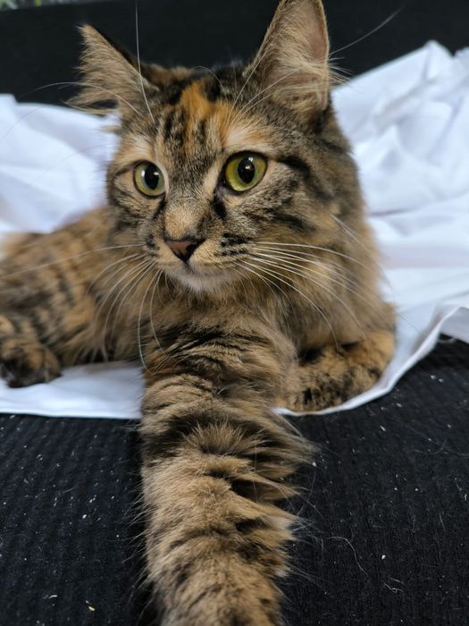 Котята курильского бобтейла