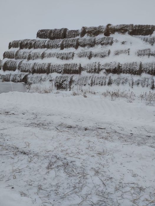 Продам сено в рулонах