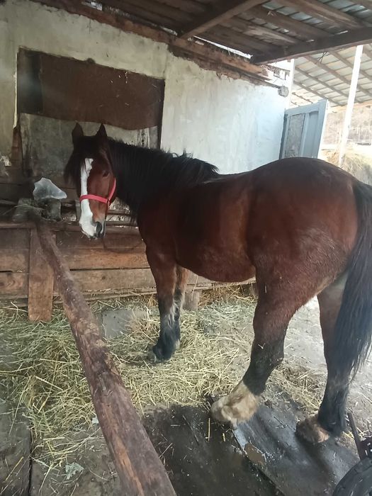 Vând iapă și mânză