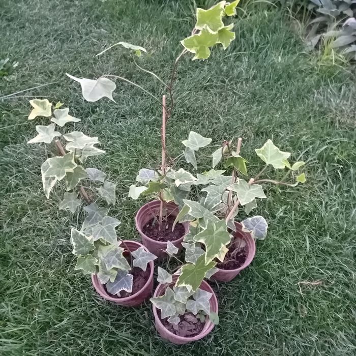 Плющ вариегатный (Hedera helix variegata) — 25 см