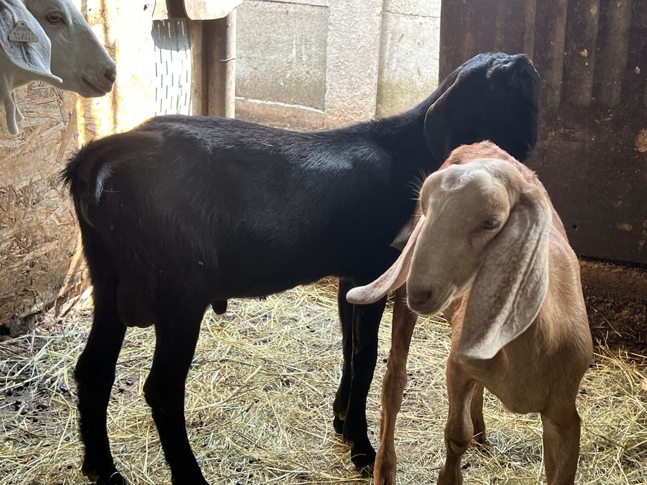 Pereche tap si iada anglonubian