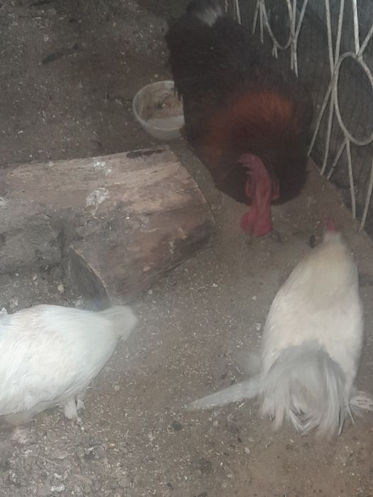 Xoroz 1ta kotta xashaki 2ta Yaron Xoroz 250ming xammasi kelishamiz