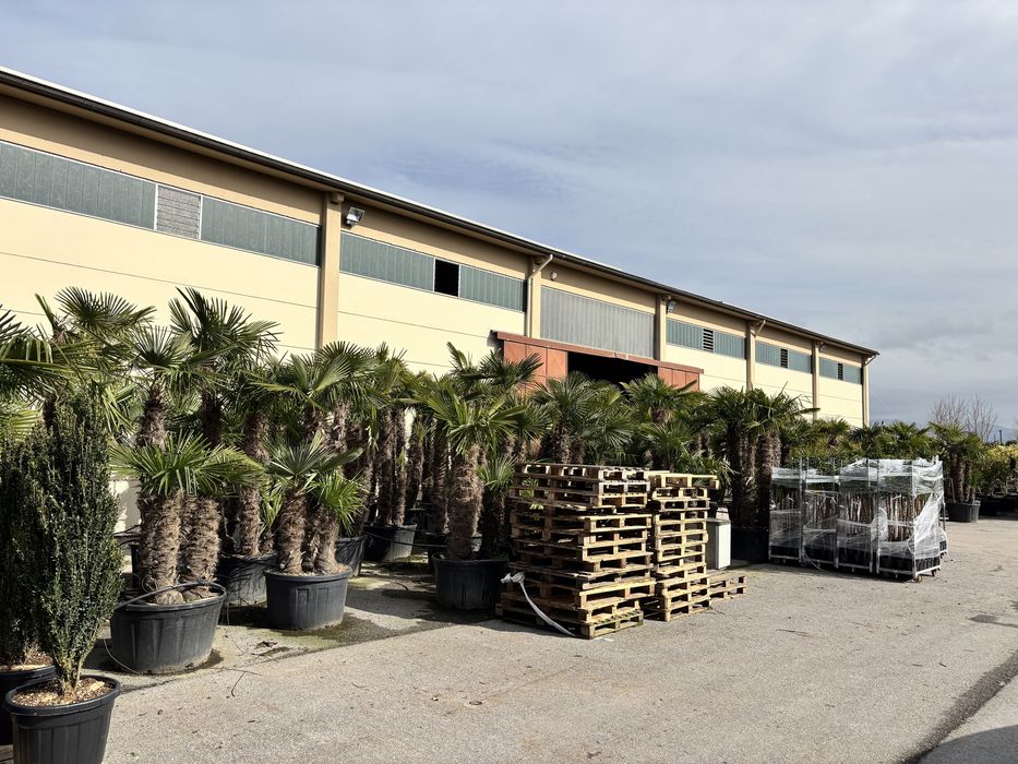 Palmieri trachycarpus fourtunei toate marimile  rezistenti la inghet