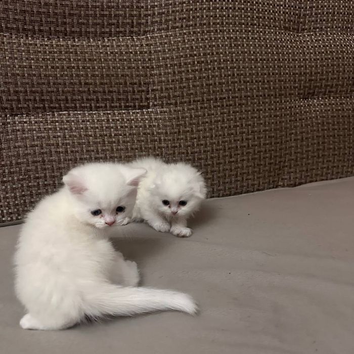 Вислоухие котята