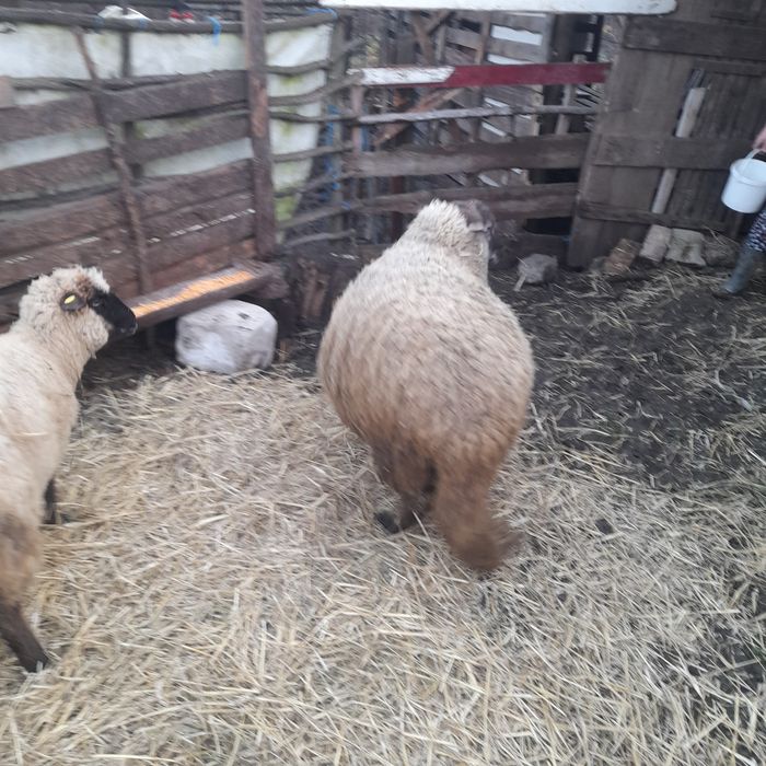 Vand berbecut are in jur de 130 kg