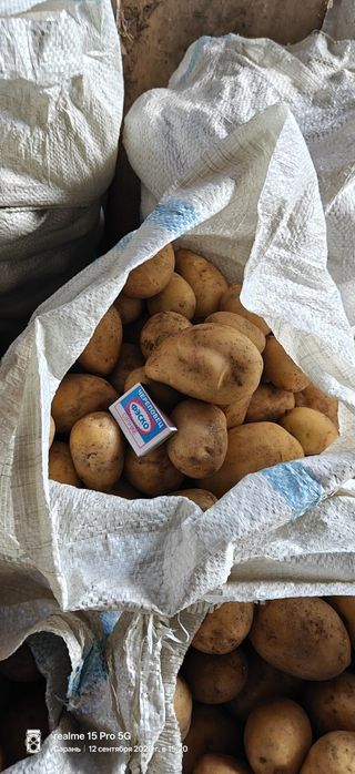 Продам домашнюю картошку