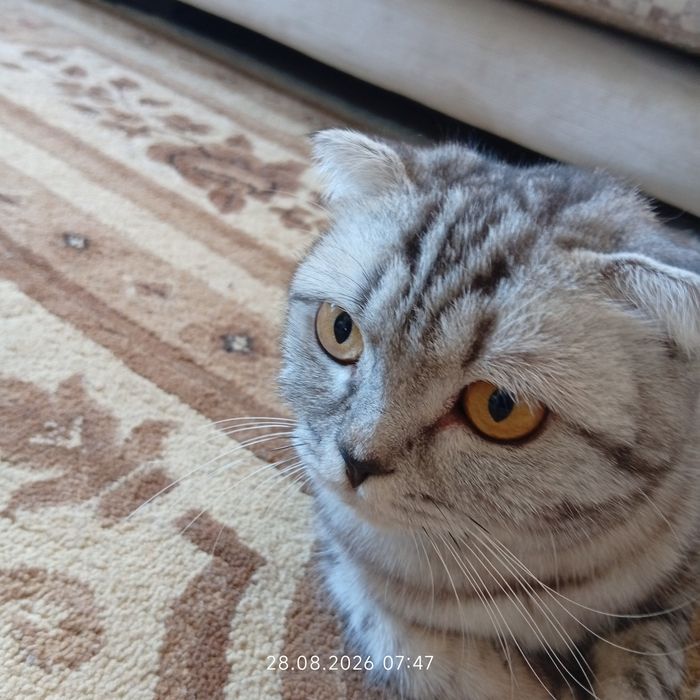 Котенки срочно по причине аллергии