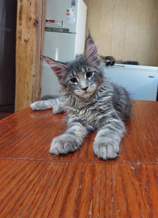 Продам котят мейн-куна