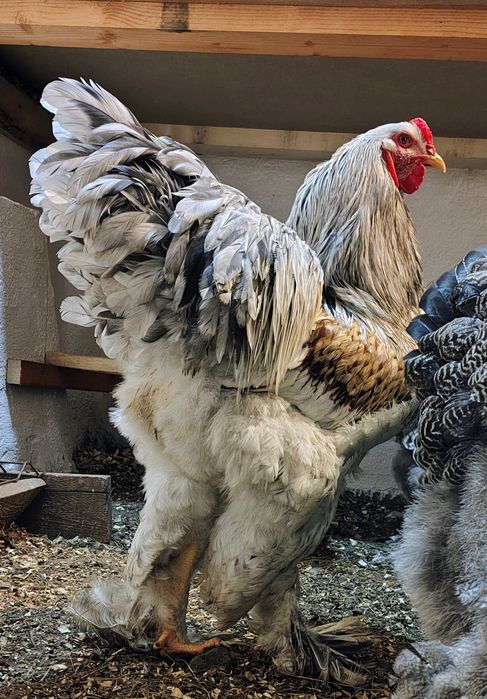 Vând cocoși Brahma Potarnichiu albastru cu benzi și Splash de BSO