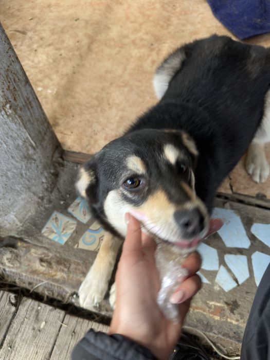 Собака девочка стерильная