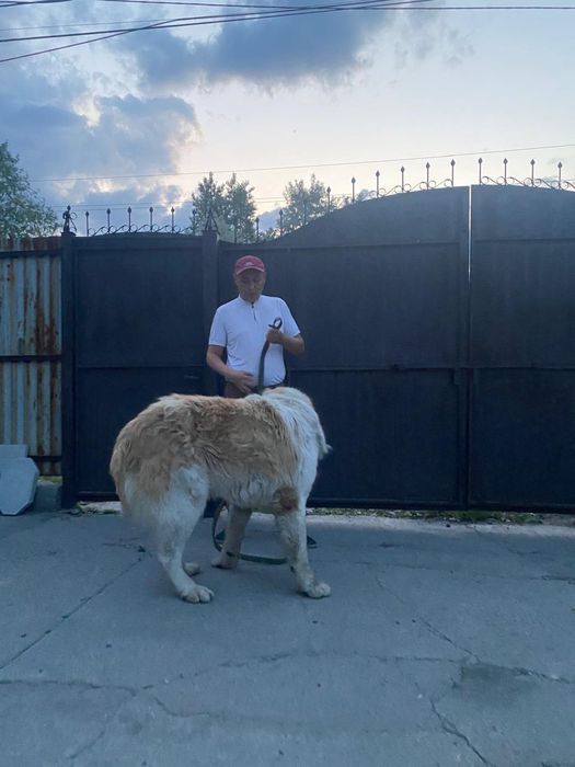 Девочка Суппер Тяж,Тобет,Сао,Алабай.
