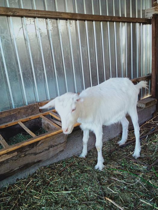 Продам зааненскую казу