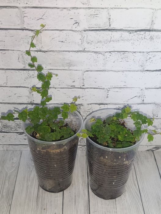 Продам Фикусы сортовые.