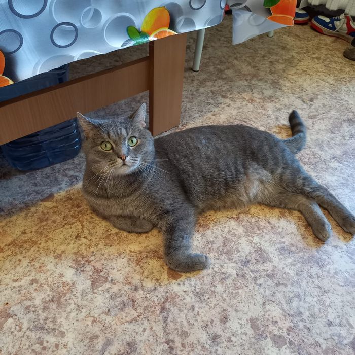 Отдам в добрые руки