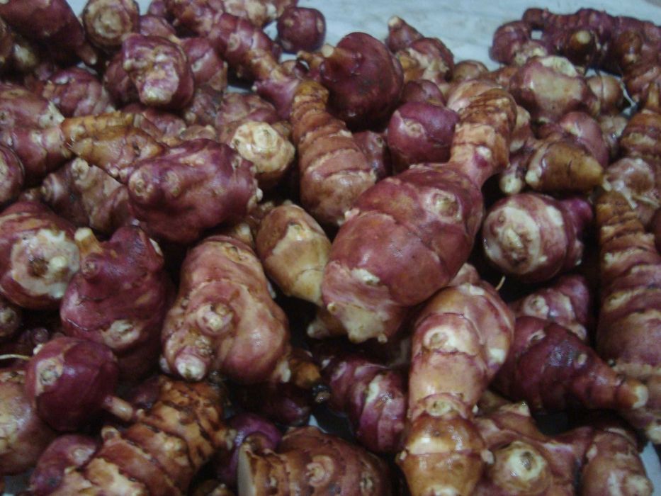 Земна ябълка, гулия (Helianthus tuberosus)