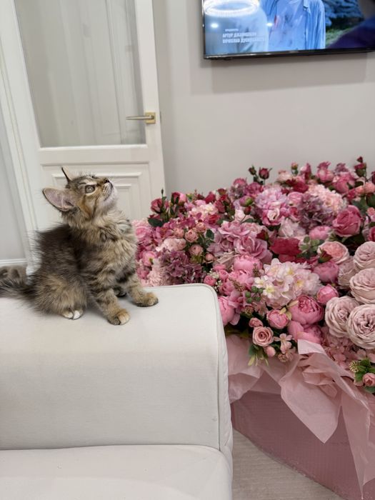 Котенок девочка ищет дом