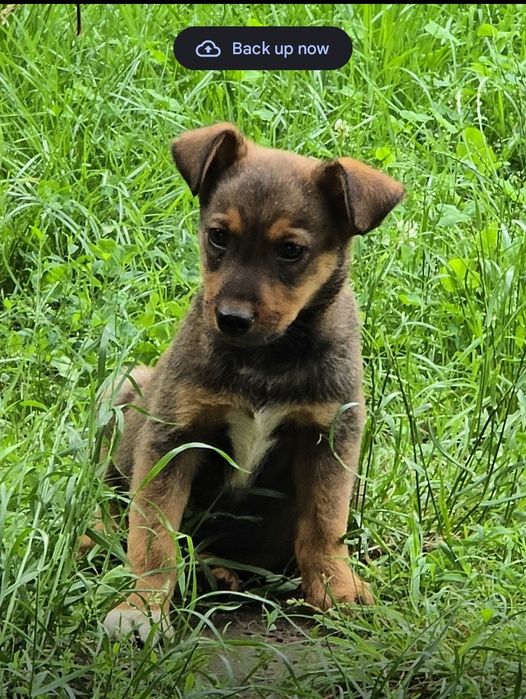 Donez 4  Catei talie medie Tinca Ursad Bihor