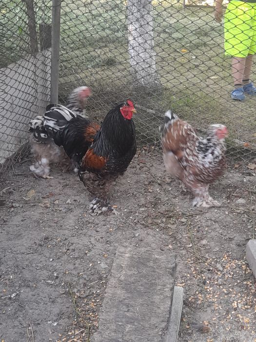 Vand gaini brahma hd și brahma culoarea porțelan