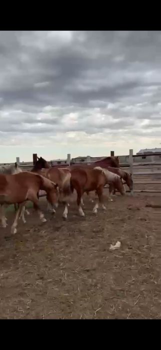 Продаются кобылы