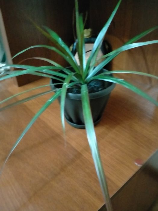 Продам   драцену