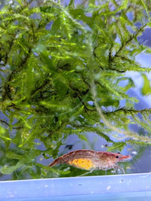 Creveti acvariu: RED CHERRY,ORANGE, Rilli OFERTA!! Cluj-Napoca • OLX.ro