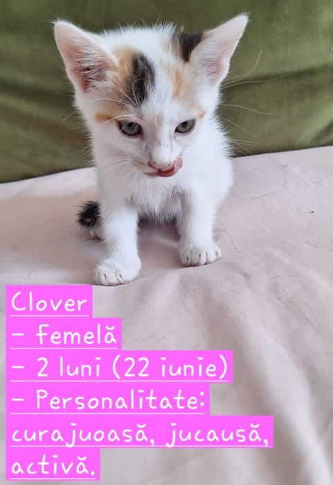 Pisici spre adoptie