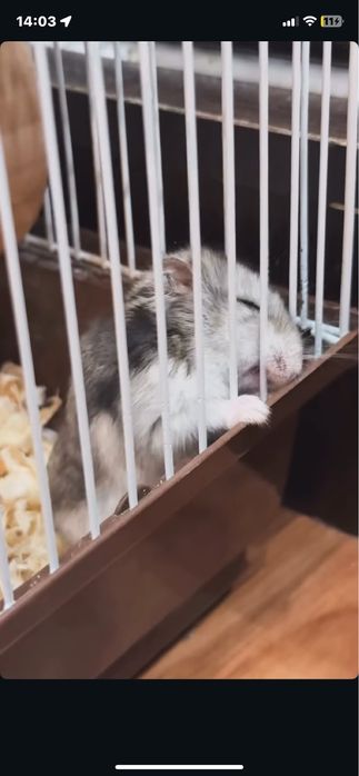 Хомяк с клеткой