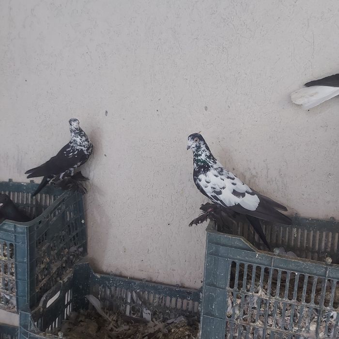 Соч лиси пара лет игра