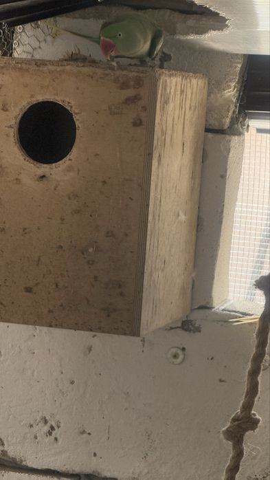 Vand /Schimb Papagali Rosella ,micul  Alexander si marele Alexander