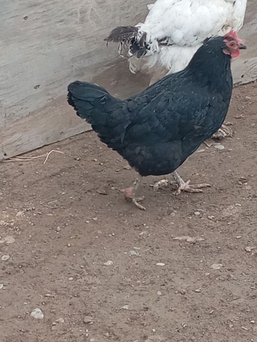 5000ға беремін 2кі тауык кара мен коныр туып турған тауык Дача уитаста