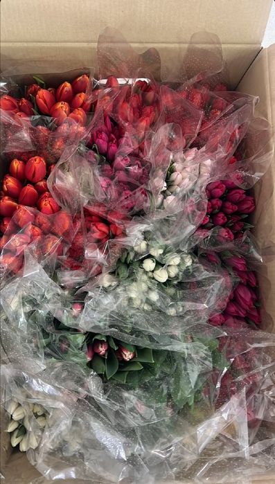 Свежие Тюльпаны 300 тг