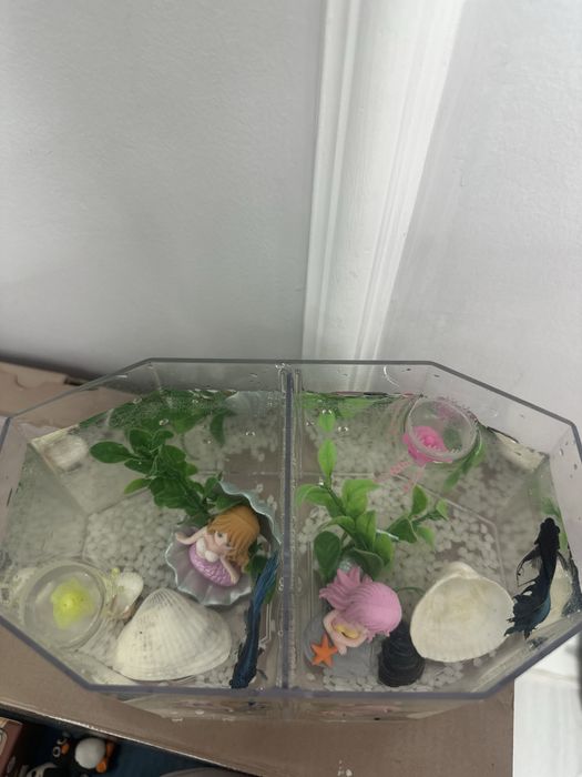 Продаю рыбок - Betta ~