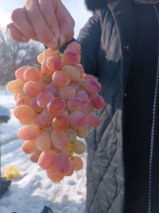 Taypi uzum ko'chatlar