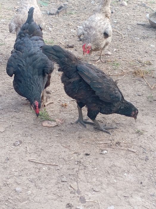 Продам курей и петухов