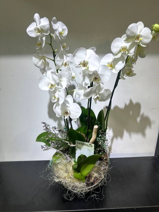 Комнатные цветы оптом