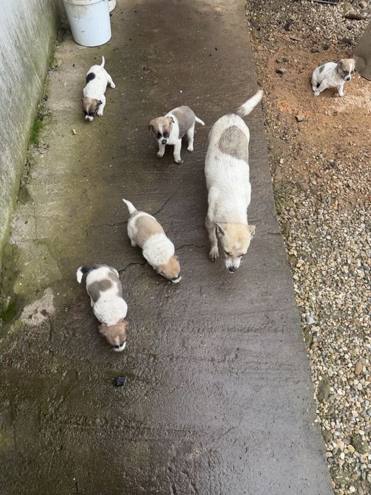 Donez catei talie medie