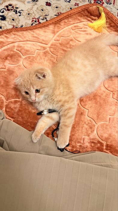 Кошка вислоухая