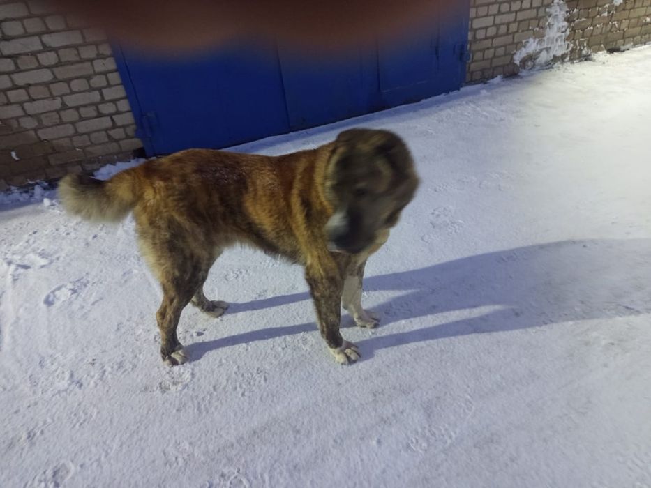 Вязка кобель САО