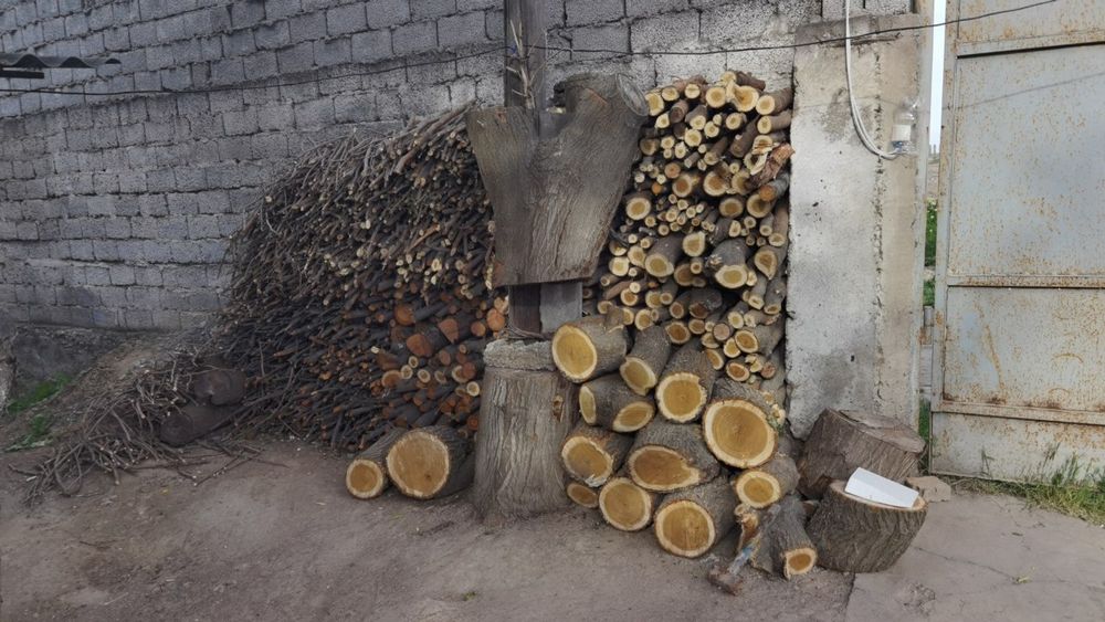 Тут урик гилос Дарахт утини