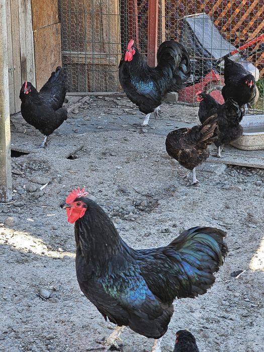 Ouă pentru incubat & Pui Australorp – rasă ouătoare 300 ouă/an