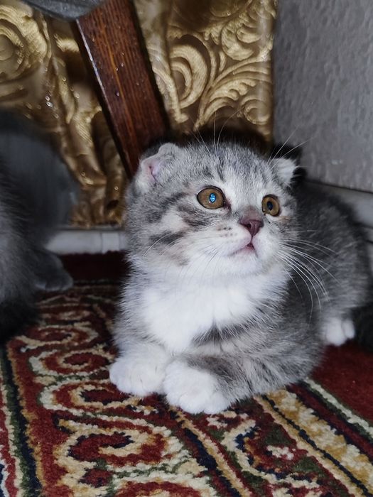 Породистые котятки